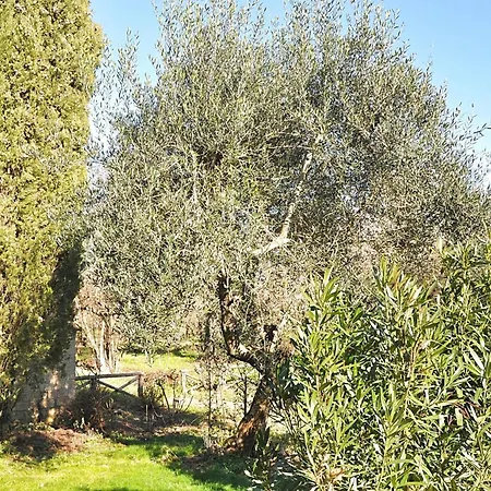 Montecasciano - Papavero